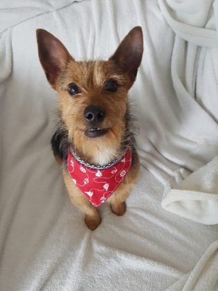 Ainda para ado&ccedil;&atilde;o temos o Esquilo, este menino muito charmoso de apenas um ano. Porte pequeno, castrado, d&oacute;cil e n&atilde;o dispensa uma brincadeira. Quem puder adotar entrar em contato com a Bruna pelo telefone 48-99927-5860