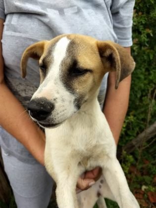 Tamb&eacute;m para ado&ccedil;&atilde;o temos outra menina de apenas oito meses. Porte grande, castrada, muito querida e adora outros aumigos. Quem puder adotar entrar em contato com a Gi pelo telefone 48-99991-8342