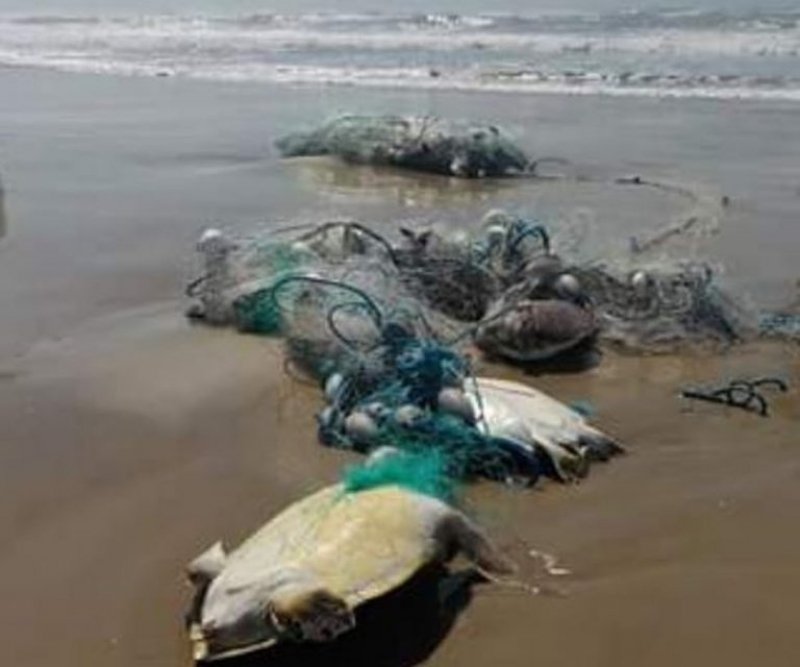 laguna-tartarugas-marinhas-aparecem-mortas-enroladas-em-rede-de-pesca-1