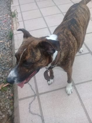 Aumigos, para ado&ccedil;&atilde;o temos esta menina linda de apenas 2 anos. Castrada, vacinada, porte grande. Muito d&oacute;cil e carinhosa. Quem puder adot&aacute;-la pode entrar em contato com a Andresa pelo telefone (48) 99824-8502