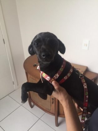 Ainda para ado&ccedil;&atilde;o temos outra menina de apenas 8 meses. Com primeira dose da vacina e castra&ccedil;&atilde;o garantida, porte pequeno. &Eacute; d&oacute;cil, carinhosa e adora aten&ccedil;&atilde;o. Quem puder adot&aacute;-la pode entrar em contato com a Andresa pelo telefone (48) 99824-8502
