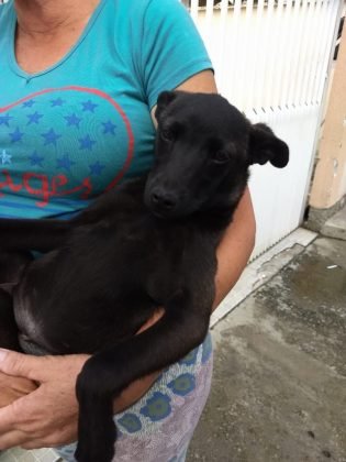 Tamb&eacute;m para ado&ccedil;&atilde;o temos essa menina chamada Preta de apenas 5 meses. Ser&aacute; de porte grande, castrada, d&oacute;cil e brincalhona. Relaciona-se bem com outros animais. Quem puder adot&aacute;-la pode  entrar em contato com a Gi pelo telefone (48) 99991-8342