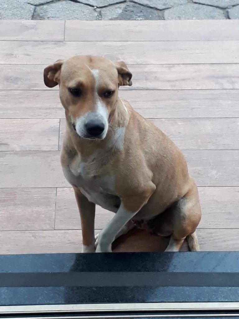 Aumigos, para adoção temos esta princesa, não sabemos a idade. Porte médio, castrada e vacinada. Dócil e brincalhona, adora brincar com outros  animais. Quem puder adotar entrar em contato com a Evelize pelo telefone 48-99828-0044