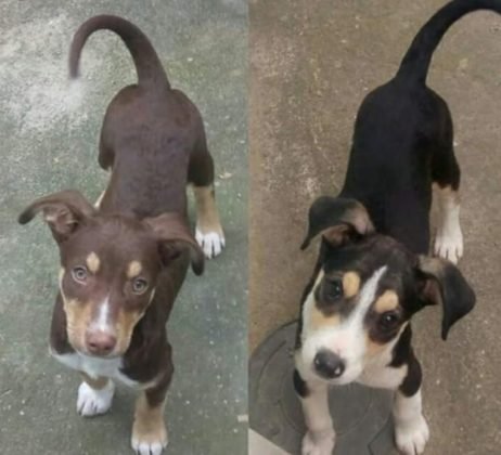 Para ado&ccedil;&atilde;o temos estes dois meninos lind&otilde;es de apenas quatro meses. Com castra&ccedil;&atilde;o garantida e porte m&eacute;dio. D&oacute;ceis e carinhosos. Quem puder adotar entrar em contato com a Andresa pelo telefone 48-99824-8502