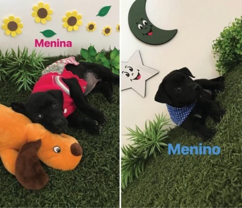 Tamb&eacute;m para ado&ccedil;&atilde;o temos esses dois irm&atilde;ozinhos lindos. Uma menina e um menino de apenas dois meses de vida. Porte m&eacute;dio, desverminados e vacinados. Como s&atilde;o beb&ecirc;s gostam de brincar e dormem muito. Quem puder adotar entrar em contato com a Micheli pelo telefone 48-99927-2326