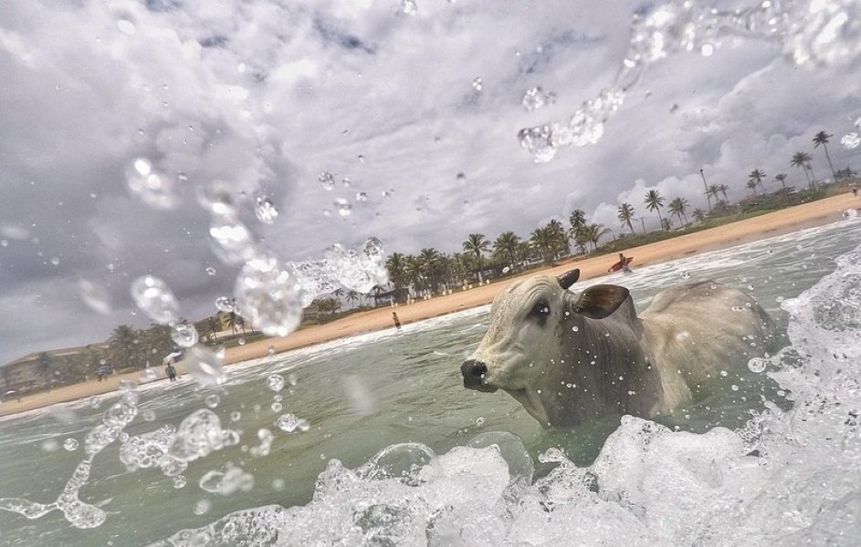 boi-foge-de-feira-some-por-cinco-dias-e-morre-afogado-no-mar-1