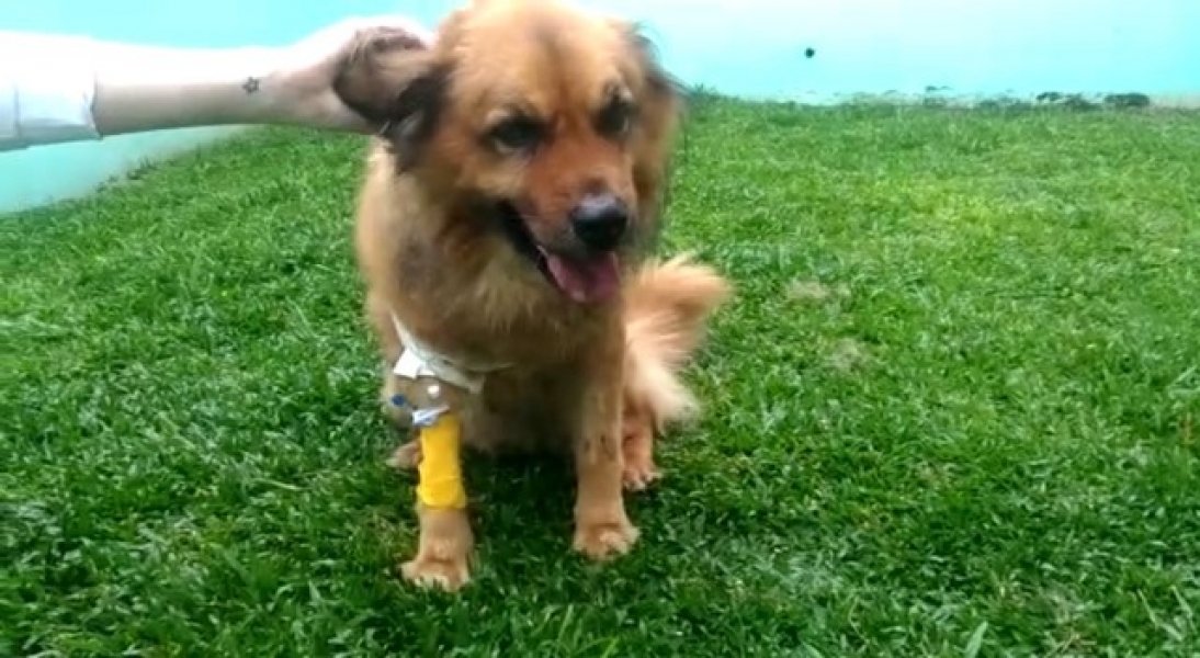giro-pelo-brasil-cachorro-reage-contra-assaltante-armado-e-evita-que-donos-sejam-roubados-em-curitiba-e-um-heroi-1