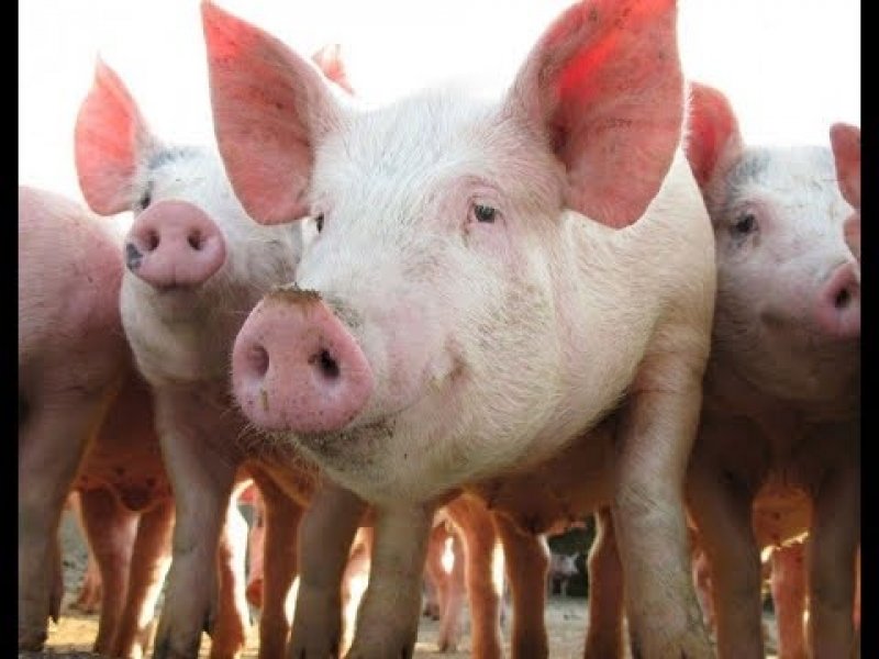 suspeita-de-virus-faz-aurora-suspender-abates-em-joacaba-1