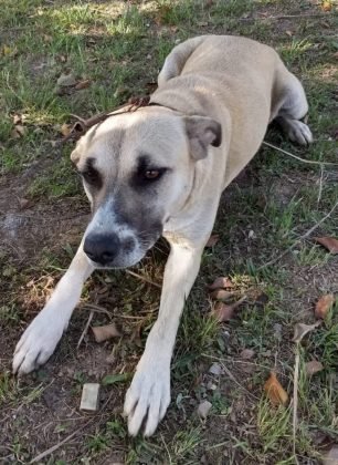 Aumigos, para ado&ccedil;&atilde;o temos a Branca, esta menina linda de 3 anos, castrada e desverminada. Porte grande, d&oacute;cil, adora crian&ccedil;as. Quem puder adot&aacute;-la pode entrar em contato com a Gi pelo telefone (48) 99991-8342