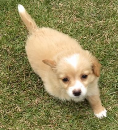 Para ado&ccedil;&atilde;o temos este menino lindo de apenas 40 dias de vida. Tem castra&ccedil;&atilde;o garantida e j&aacute; est&aacute; desverminado. Porte pequeno, como ainda &eacute; beb&ecirc; gosta de brincar e dorme bastante. Quem puder adot&aacute;-lo pode entrar em contato com a Gi pelo telefone (48) 99991-8342