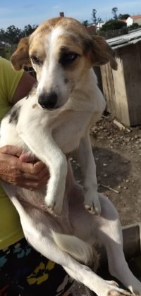 Tamb&eacute;m para ado&ccedil;&atilde;o temos a Bela, esta menina linda! Porte m&eacute;dio, castrada, adora brincar, muito d&oacute;cil. Quem puder adot&aacute;-la pode entrar em contato com a Gi pelo telefone (48)99991-8342