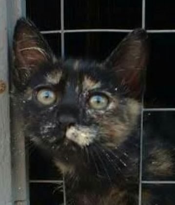 Pessoal, ainda para ado&ccedil;&atilde;o temos esta gatinha fofa de apenas 2 meses de vida. Castrada e desverminada. Muito querida e carinhosa. Quem puder adot&aacute;-la pode entrar em contato com a Lisi pelo telefone (48) 99601-9687