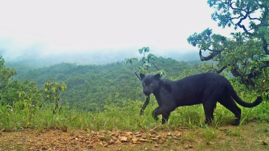 biologos-de-brasilia-registram-imagem-de-pantera-negra-no-cerrado-1