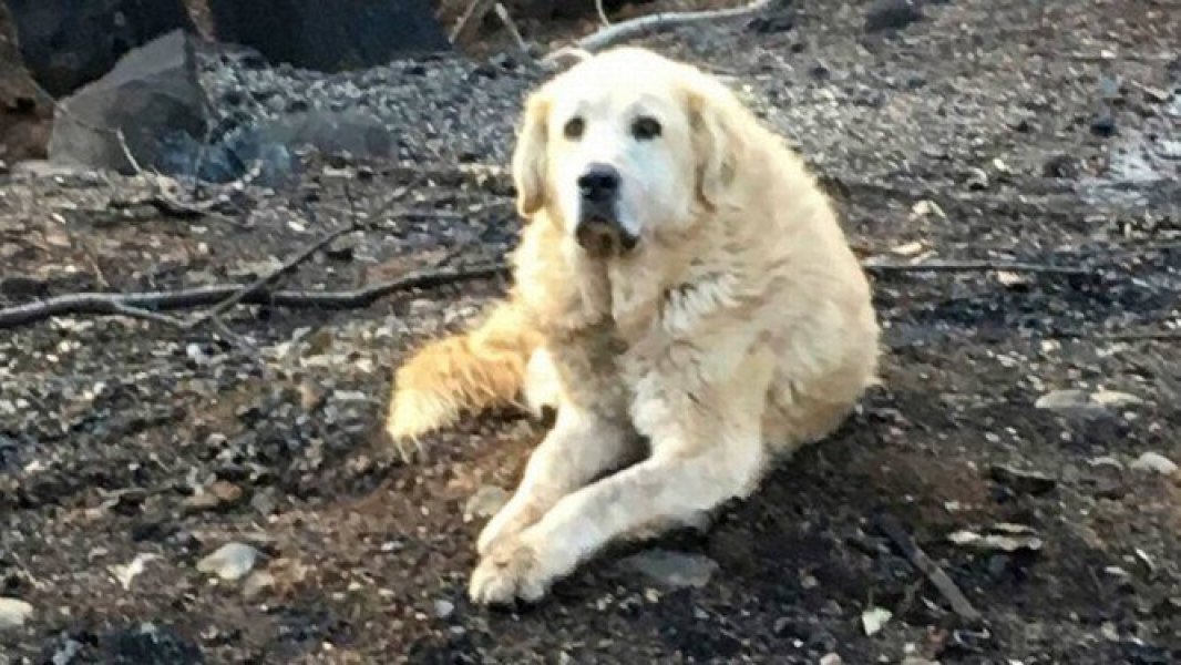 cao-espera-donos-por-um-mes-em-casa-destruida-por-incendio-nos-eua-1