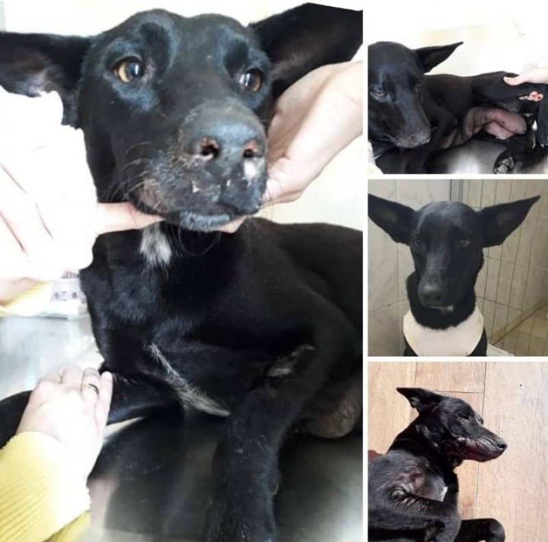 Aumigos, precisamos de ajuda para os medicamentos da Pretinha. Ela teve filhotes e ele moreram de cinomose. Ela tem sarna demodécica e precisa de medicação. Quem puder doar, por favor, entrar em contato com a Evelize pele telefone 48-99828-0044