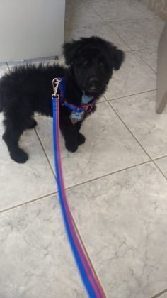 Para ado&ccedil;&atilde;o temos este menino lindo de apenas quatro meses de vida. Tem castra&ccedil;&atilde;o garantida, porte m&eacute;dio, muito carinhoso e super d&oacute;cil. Quem puder adotar entrar em contato com a Gi pelo telefone 48-99991-8342