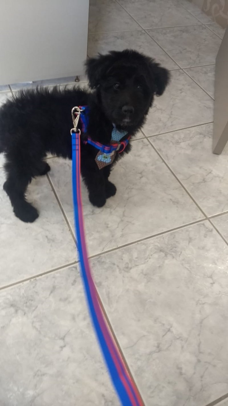 Para adoção temos este menino lindo de apenas quatro meses de vida. Tem castração garantida, porte médio, muito carinhoso e super dócil. Quem puder adotar entrar em contato com a Gi pelo telefone 48-99991-8342