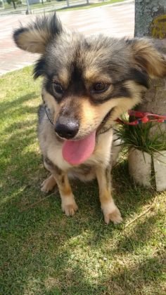 Tamb&eacute;m para ado&ccedil;&atilde;o temos este outro menino lindo. Com apenas um ano, porte m&eacute;dio e com castra&ccedil;&atilde;o garantida. D&oacute;cil, adora carinho e se d&aacute; bem com outros animais. Quem puder adotar entrar em contato com a Gi pelo telefone 48-99991-8342