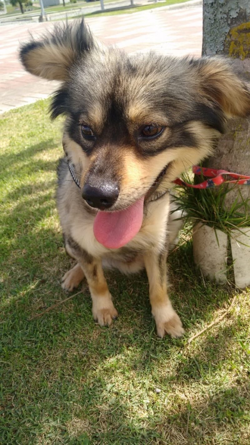 Também para adoção temos este outro menino lindo. Com apenas um ano, porte médio e com castração garantida. Dócil, adora carinho e se dá bem com outros animais. Quem puder adotar entrar em contato com a Gi pelo telefone 48-99991-8342