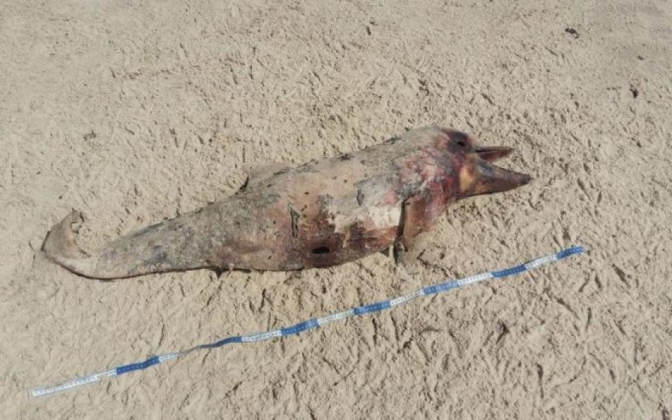 corpo-de-filhote-de-boto-pescador-aparece-na-praia-da-ribanceira-em-imbituba-1