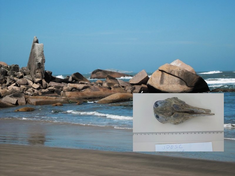 fragmento-de-cranio-em-mineralizacao-e-encontrado-em-praia-de-laguna-1