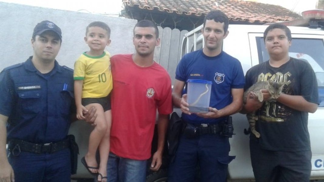 gata-salva-menino-de-ataque-de-cascavel-dentro-de-casa-1