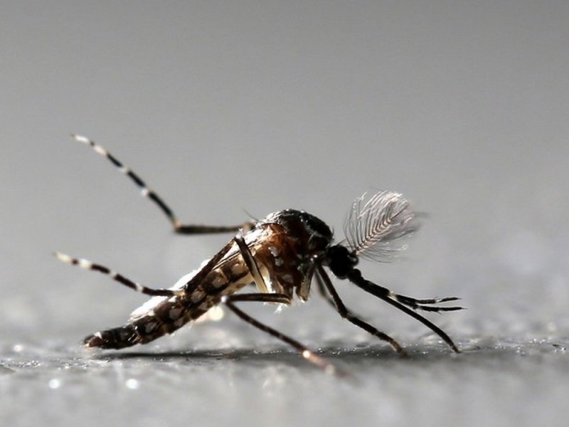 quase-metade-dos-municipios-esta-em-alerta-ou-com-risco-de-surto-para-doencas-do-aedes-1