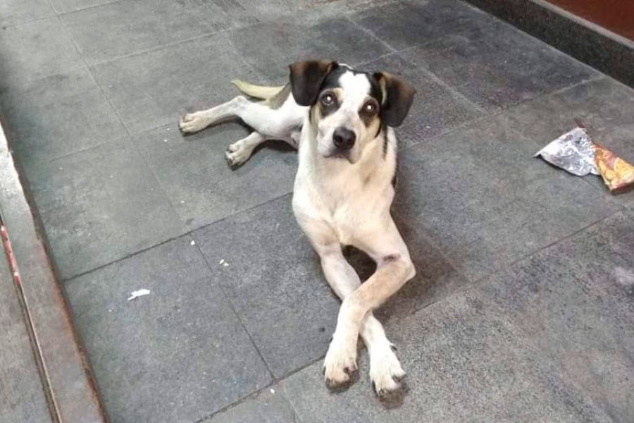 seguranca-de-mercado-e-acusado-de-matar-cachorro-a-pauladas-em-sp-1