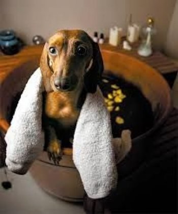 A import&acirc;ncia do banho para os PETS nos dias de calor excessivo