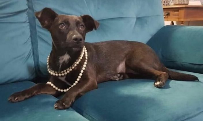 Aumigos, para ado&ccedil;&atilde;o temos esta menina linda de apenas um ano. Castrada, vacinada e de porte pequeno. &Eacute; d&oacute;cil e carinhosa. Quem puder adotar entrar em contato com a Gislaine pelo telefone 48-99657-7479