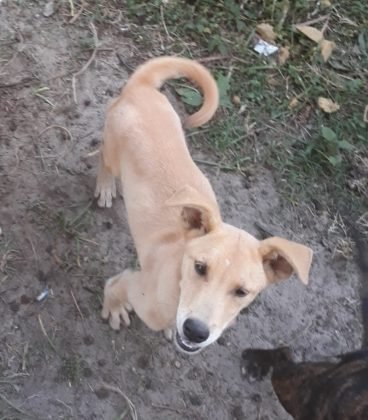 Para ado&ccedil;&atilde;o temos este menino fofo de apenas sete meses. Porte m&eacute;dio, d&oacute;cil e bem bobinho. Quem puder adotar entrar em contato com a Maristela pelo telefone 48-99688-4408