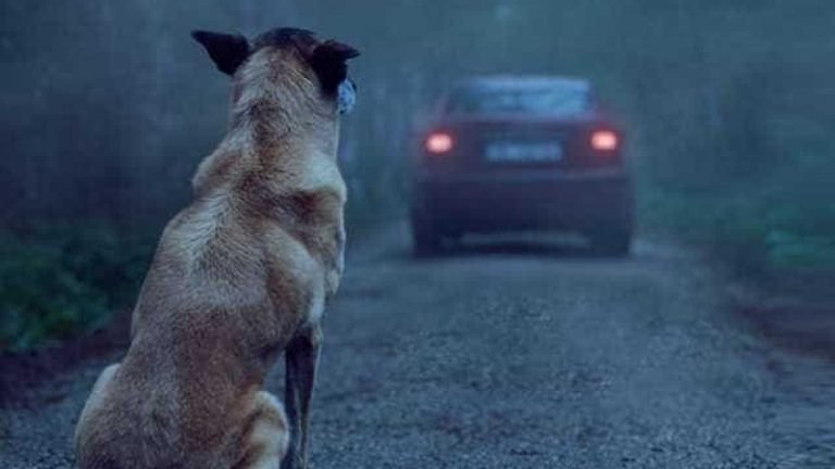 Abandono de animais