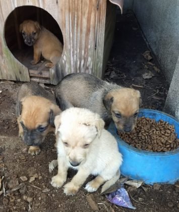 Para adoção temos esta família fofa! São três meninas e quatro meninos, todos filhotes. Porte médio, dóceis e carinhosos. Precisam de adoção ou lar temporário. Quem puder ficar com eles pode entrar em contato com a Gi pelo telefone (48) 99991-8342