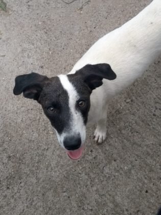 Também para adoção temos esta menina de 6 meses, castrada, vacinada e de porte médio. É dócil e carinhosa. Quem puder adotá-la pode entrar em contato com a Andresa pelo telefone (48) 99824-8502