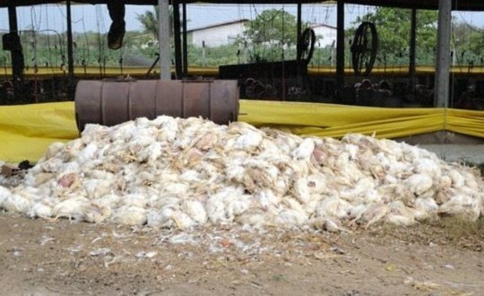 altas-temperaturas-provocam-a-morte-de-mais-de-2-mil-frangos-em-ipumirim-1