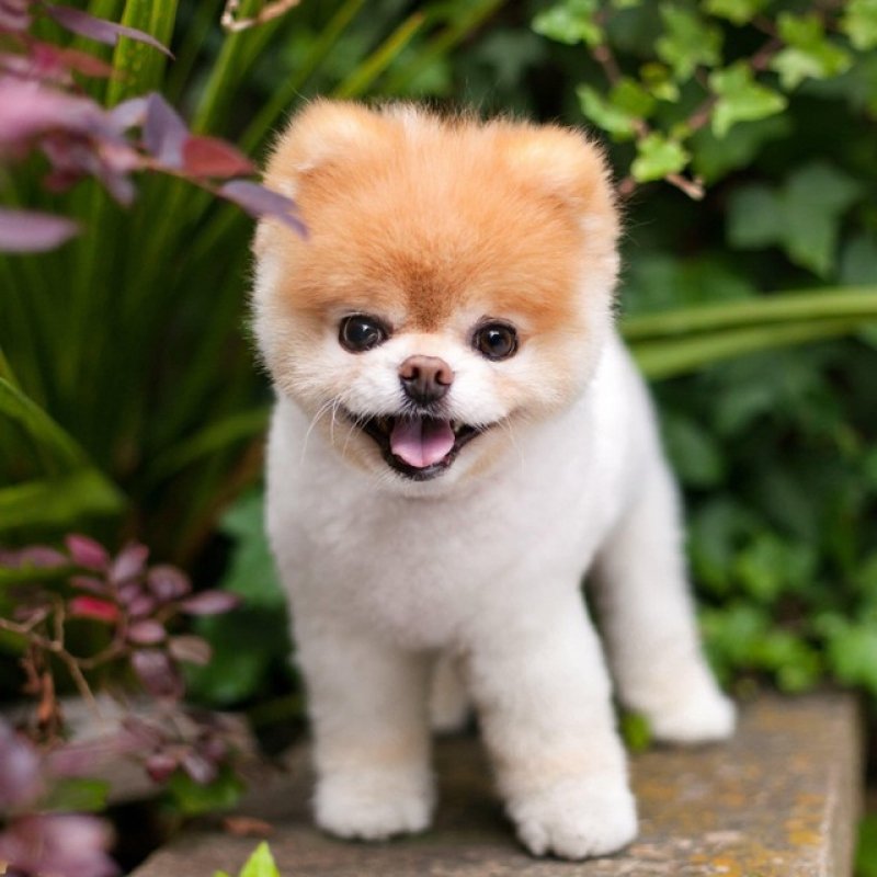 cachorro-mais-fofo-do-mundo-morre-aos-12-anos-1