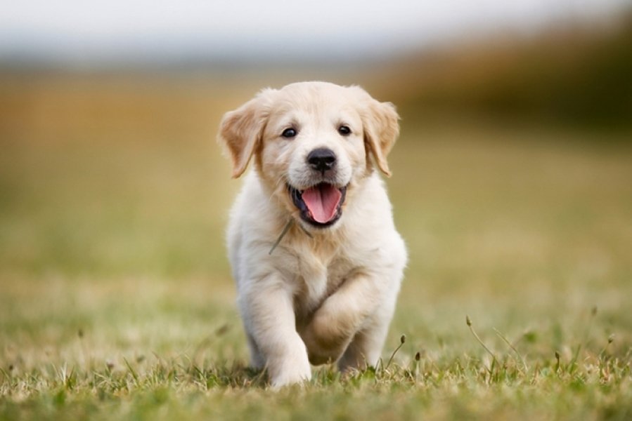 descubra-quais-sao-os-nomes-mais-populares-para-cachorros-no-brasil-1