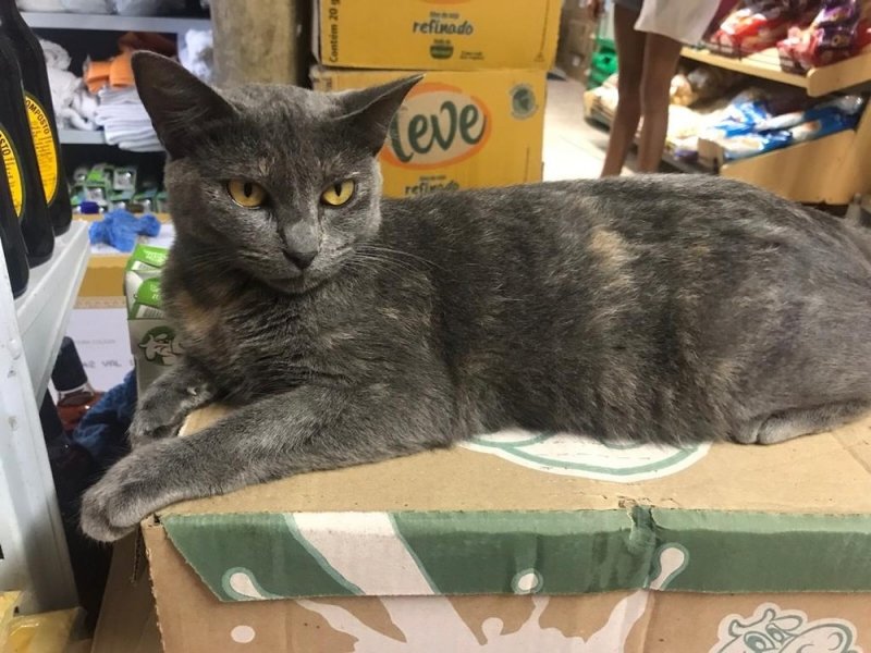 gata-e-morta-a-pauladas-dentro-de-mercado-no-rj-1