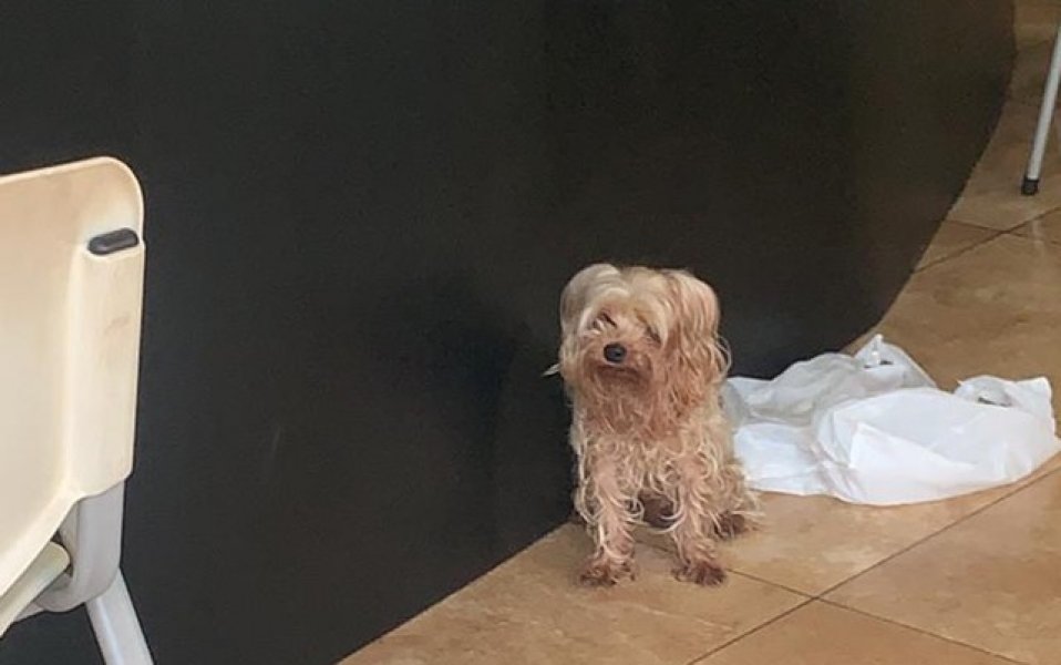 giro-pelo-brasil-cachorro-e-resgatado-pela-policia-apos-passar-cinco-dias-abandonado-em-loja-e-bebendo-agua-de-ar-condicionado-1