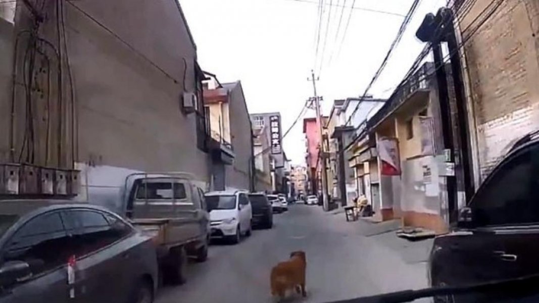 golden-retriever-conduz-ambulancia-por-becos-e-vielas-para-salvar-seu-dono-1