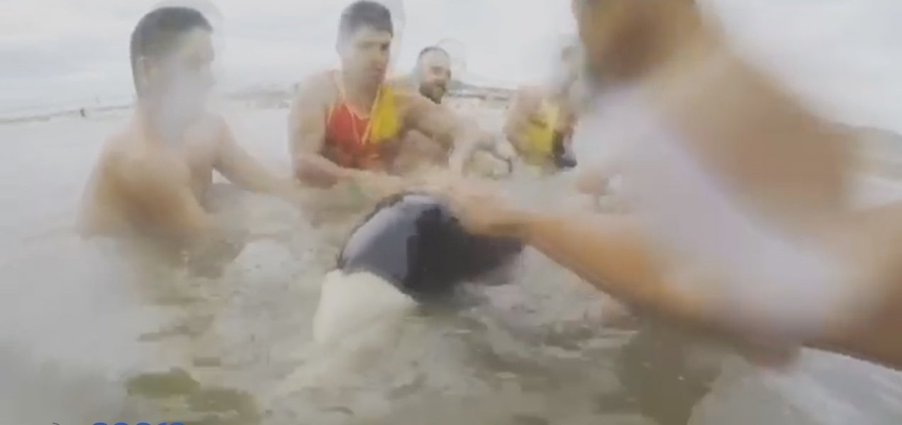golfinho-preso-em-rede-de-pesca-e-resgatado-por-banhistas-e-guarda-vidas-0
