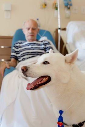 Terapia assistida por animais