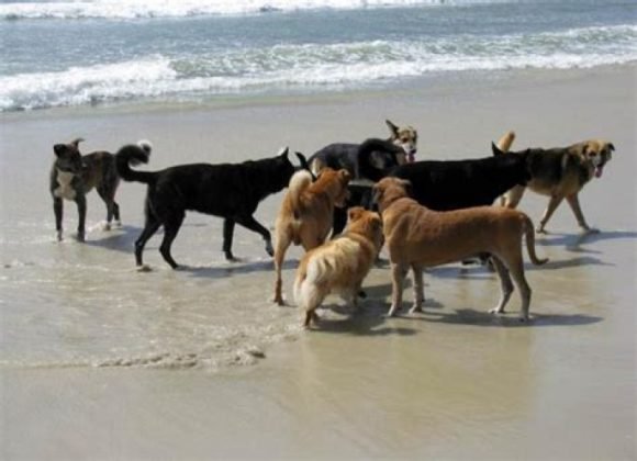 Dicas de Sa&uacute;de