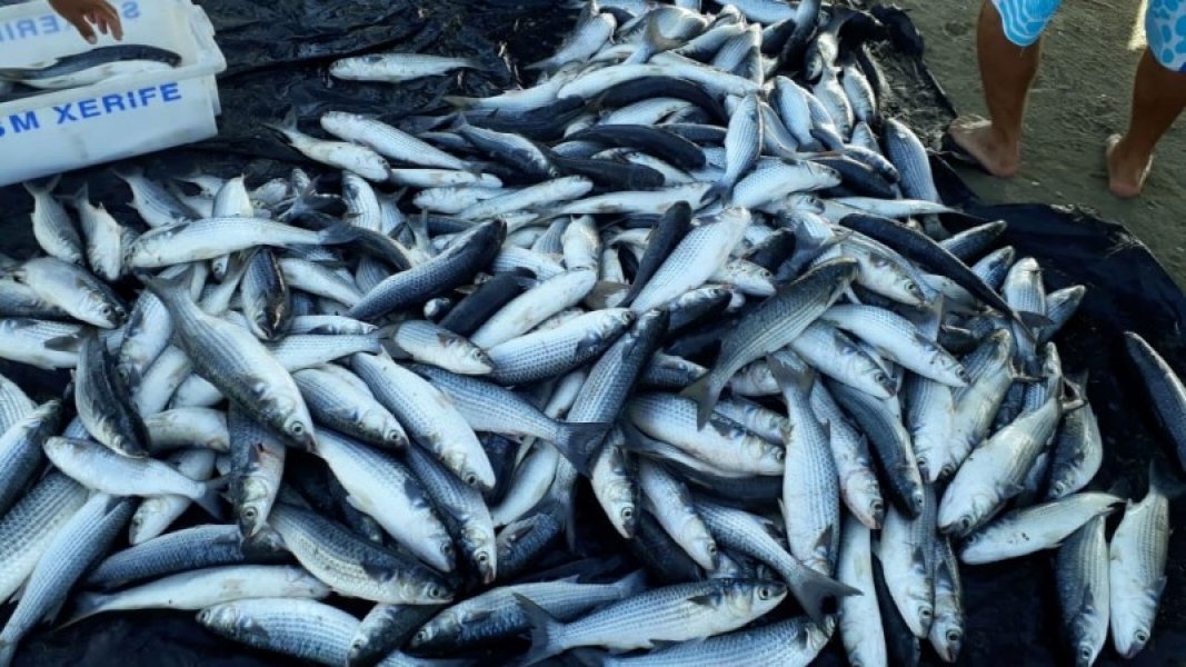 mais-de-duas-toneladas-de-tainha-pescadas-em-balneario-rincao-1