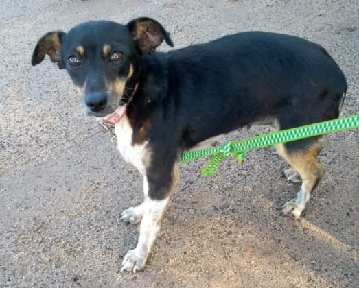 Aumigos, para ado&ccedil;&atilde;o temos esta menina linda de apenas um ano de vida. Porte pequeno, castrada, d&oacute;cil e muito carinhosa. Quem puder adotar entrar em contato com a Andresa pelo telefone 48-99824-8502