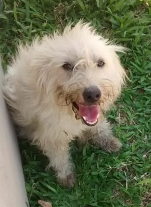 Para ado&ccedil;&atilde;o temos esta menina fofa chamada Branca, de apenas um aninho. Porte m&eacute;dio, castrada, d&oacute;cil, brincalhona e carinhosa. Quem puder adotar entrar em contato com a Andresa pelo telefone 48-99824-8502