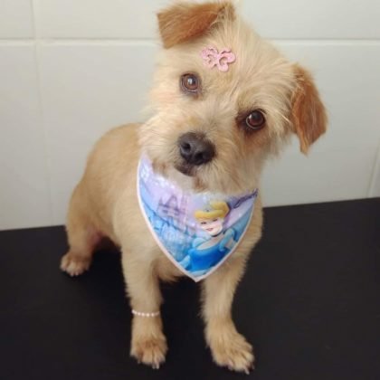 Pessoal, para ado&ccedil;&atilde;o temos esta menina super chamosa. Porte pequeno, castrada, vacinada, muito calminha e amav&eacute;l. Ideal para dentro de casa, gosta de brincar &eacute; um amor. Quem puder adotar entrar em contato com a Let&iacute;cia pelo telefone 48-99926-9466