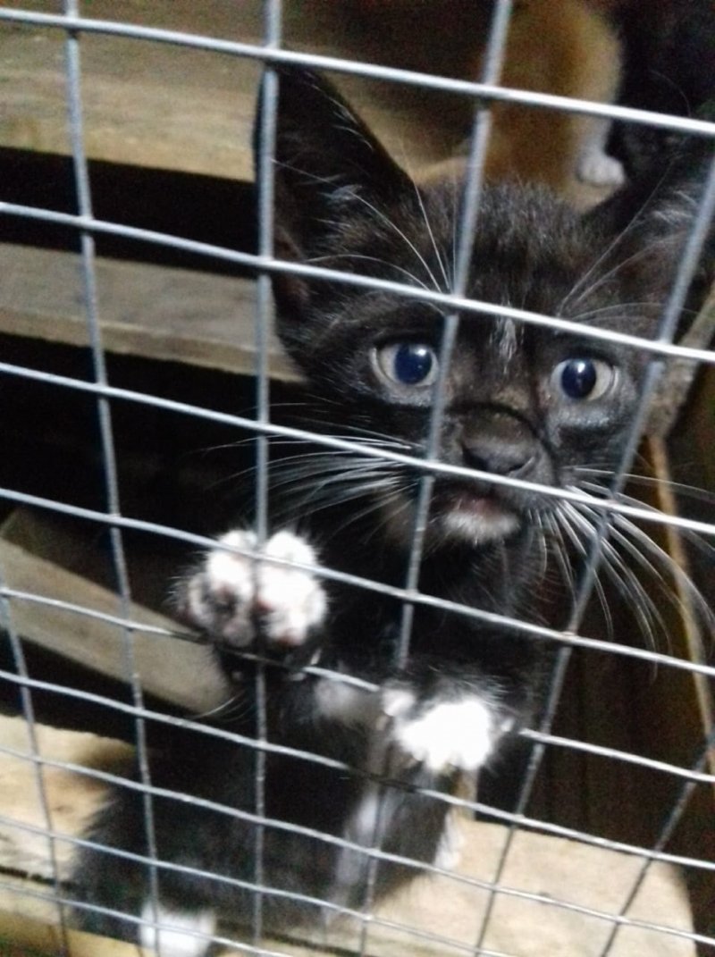 Pessoal, ainda para adoção temos seis gatinhos, todos com quarenta dias de vida. São 4 meninas e 2 meninos, todos muito dóceis e gostam de brincar. Por serem bebês dormem bastante. Quem puder adotar entrar em contato com a Lisi pelo telefone 48-99601-9687