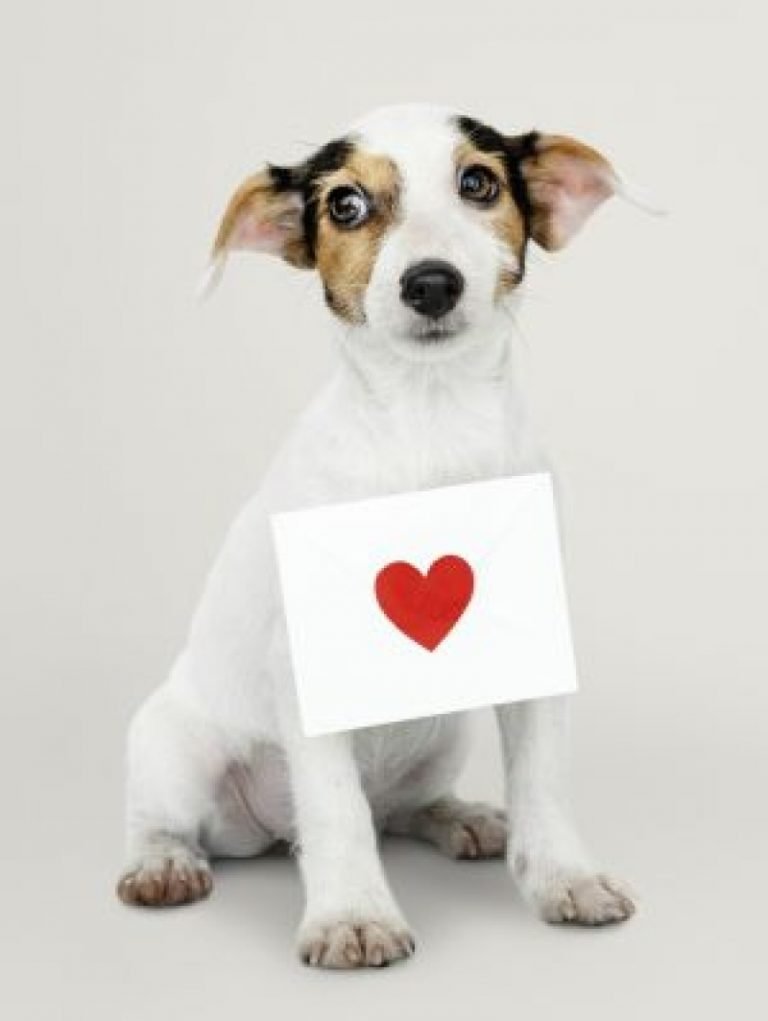 Como identificar um cão cardiopata?