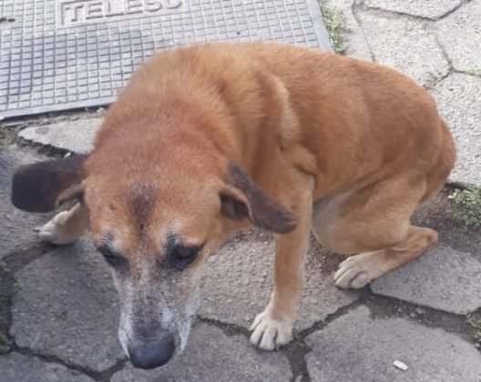 Pessoal, precisamos de ajuda para pagar a cirurgia deste idoso que foi abandonado pelo seu &lsquo;dono&rsquo;. Ele tem h&eacute;rnia, mas antes da cirurgia precisa fazer uma s&eacute;rie de exames por causa da sua idade avan&ccedil;ada. Quem puder ajudar entrar em contato com a Evelize pelo telefone 48-99828-0044